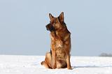 BERGER ALLEMAND 467